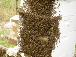 Bearding Honey Bees on Hive